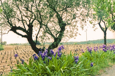 Domaine de Baubiac